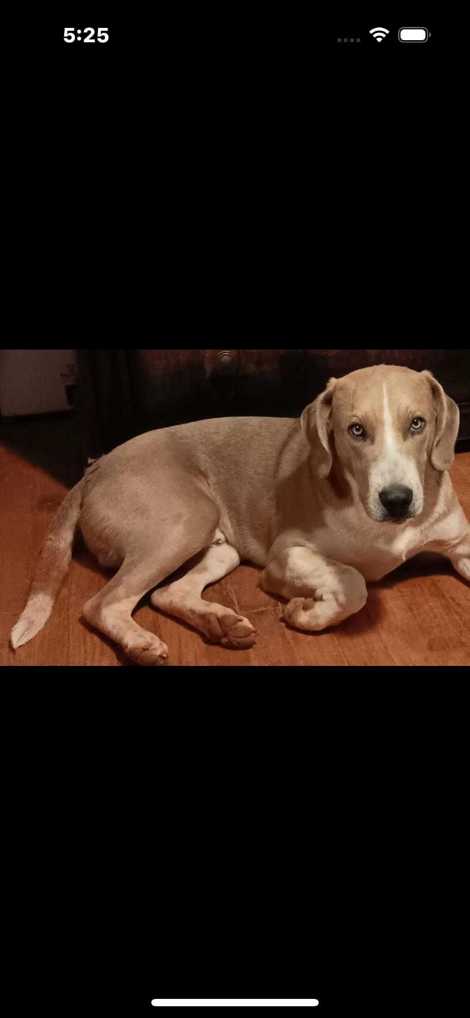 Pepsi, a Adoptable mixed breed in Rutherfordton, NC image 4/5