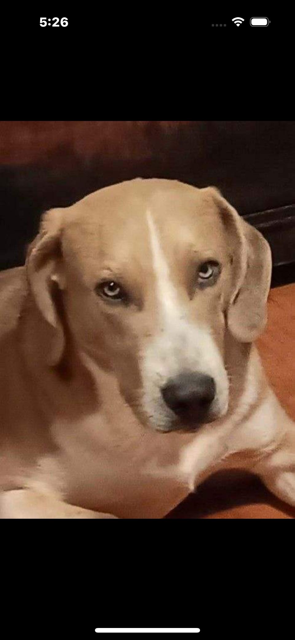 Pepsi, a Adoptable mixed breed in Rutherfordton, NC image 5/5