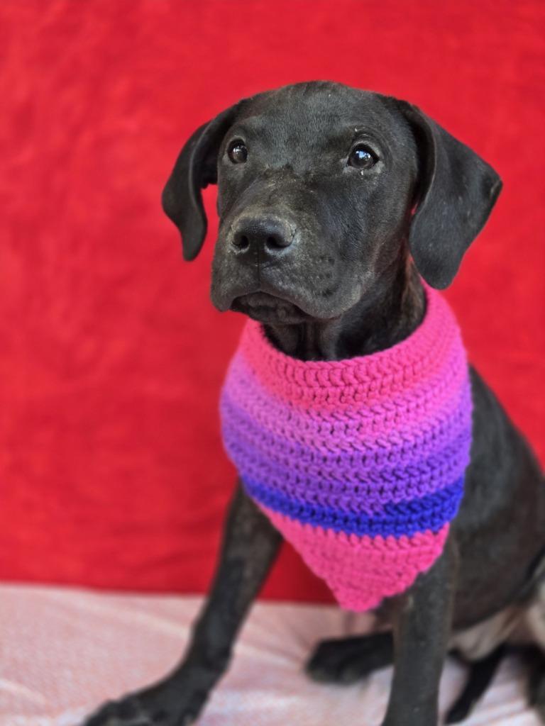 Gretchen (Gx4), Adoptable, Puppy Female Labrador Retriever.
