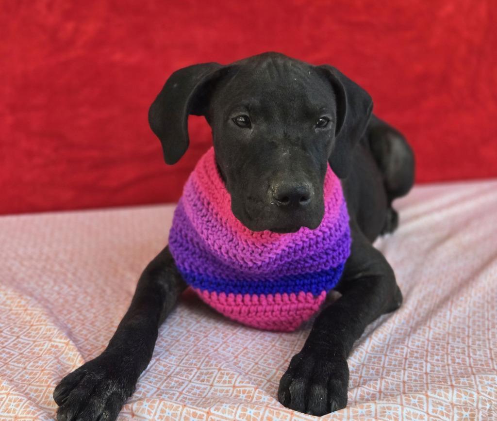 Enlarge Gretchen (Gx4), a Adoptable mixed breed in Hartsville, SC image 2/4