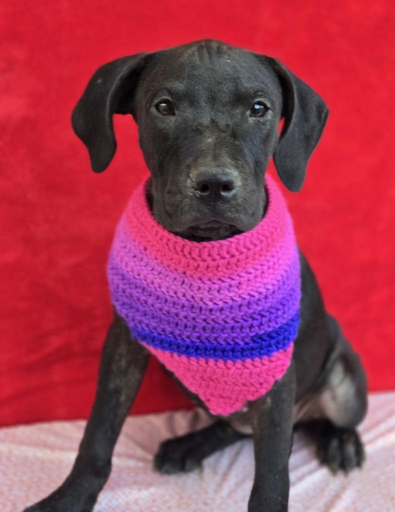 Enlarge Gretchen (Gx4), a Adoptable mixed breed in Hartsville, SC image 3/4