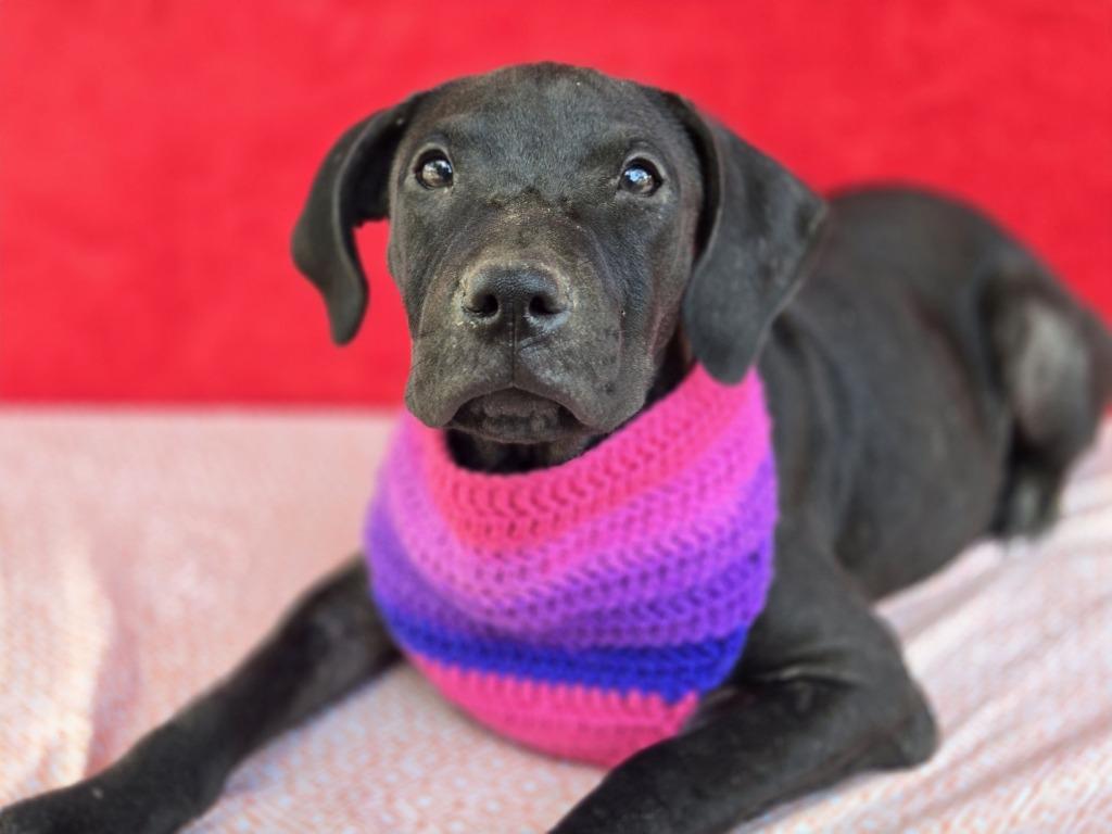Enlarge Gretchen (Gx4), a Adoptable mixed breed in Hartsville, SC image 4/4