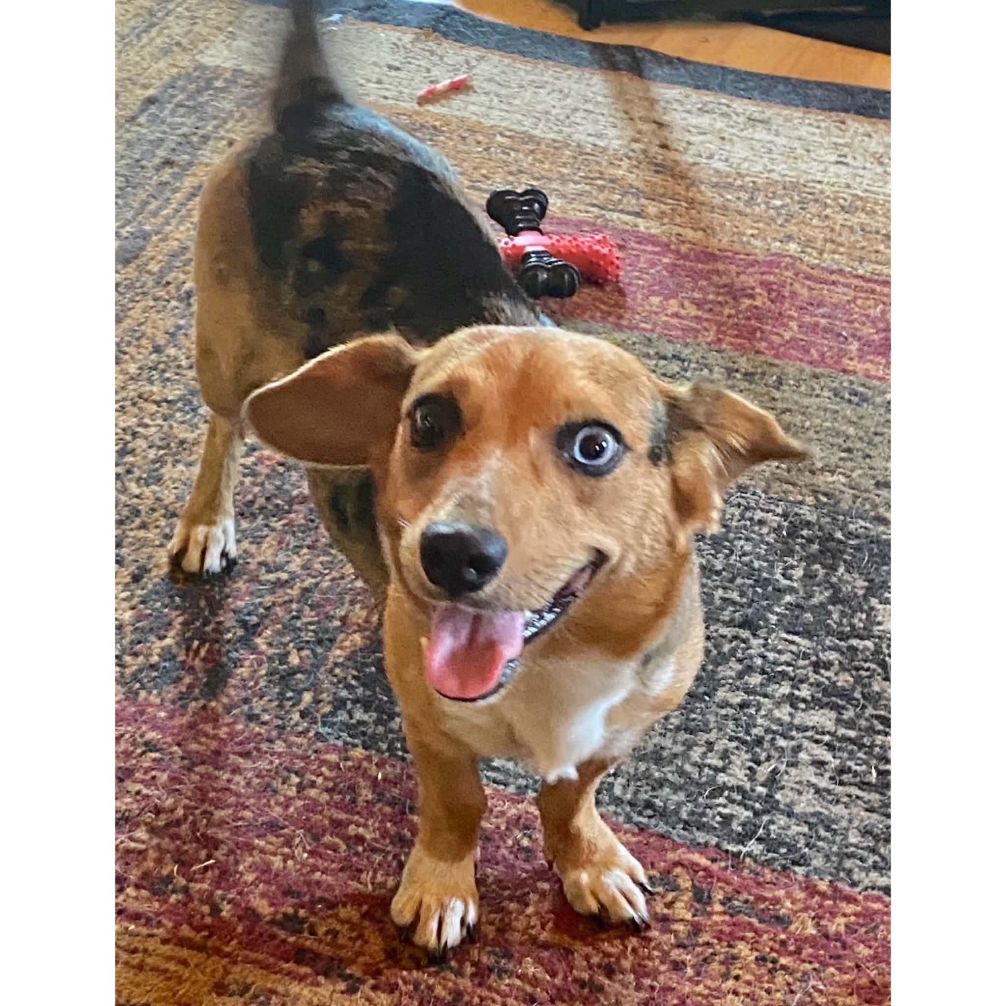 Cotton, ADOPTABLE, Young Female Dachshund & Beagle.