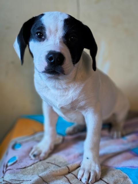 PONGO, Adoptable, Puppy Male Terrier.