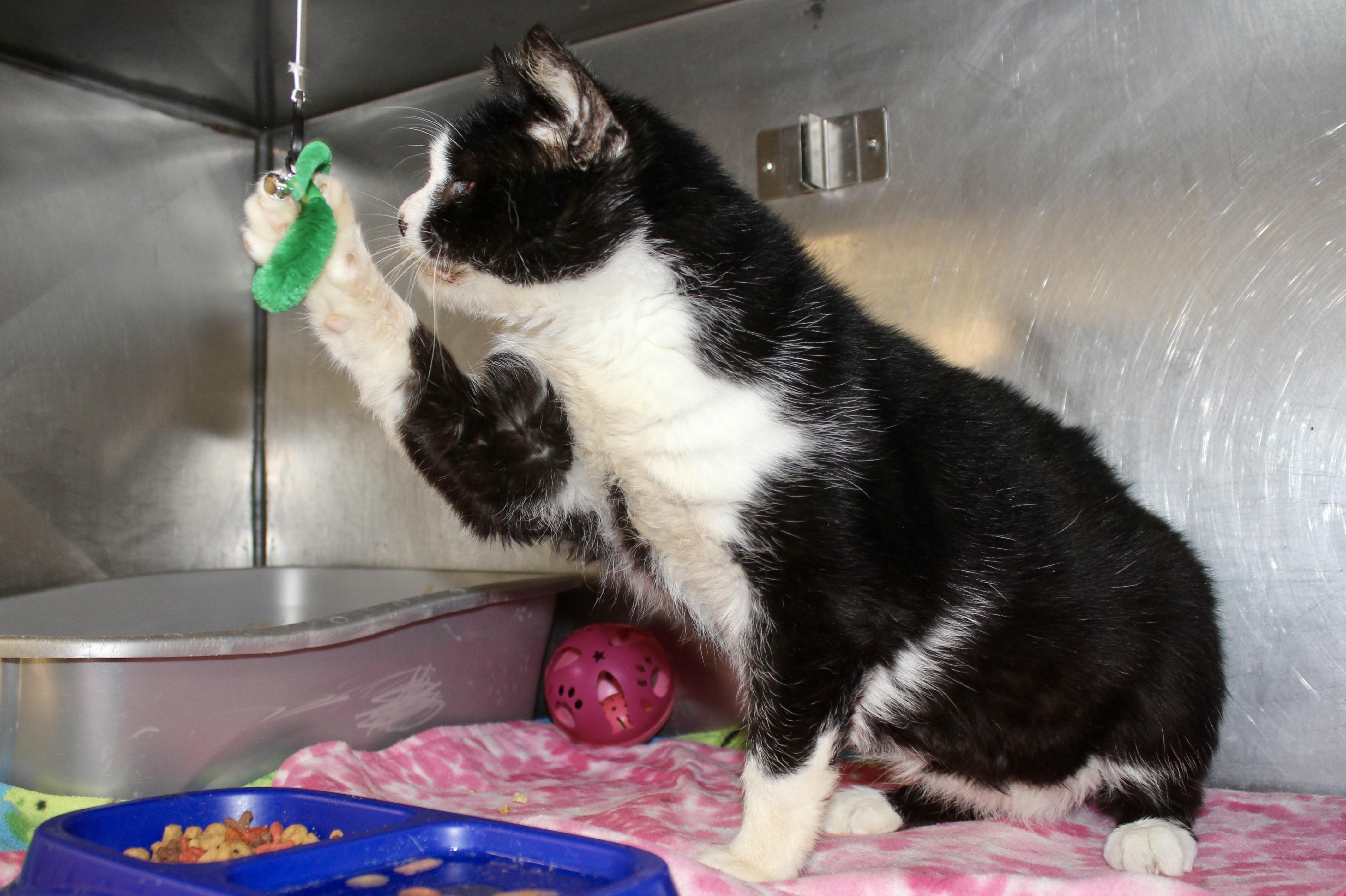 Enlarge SILENT BOB, a ADOPTABLE Domestic Short Hair in Brazil, IN image 4/6