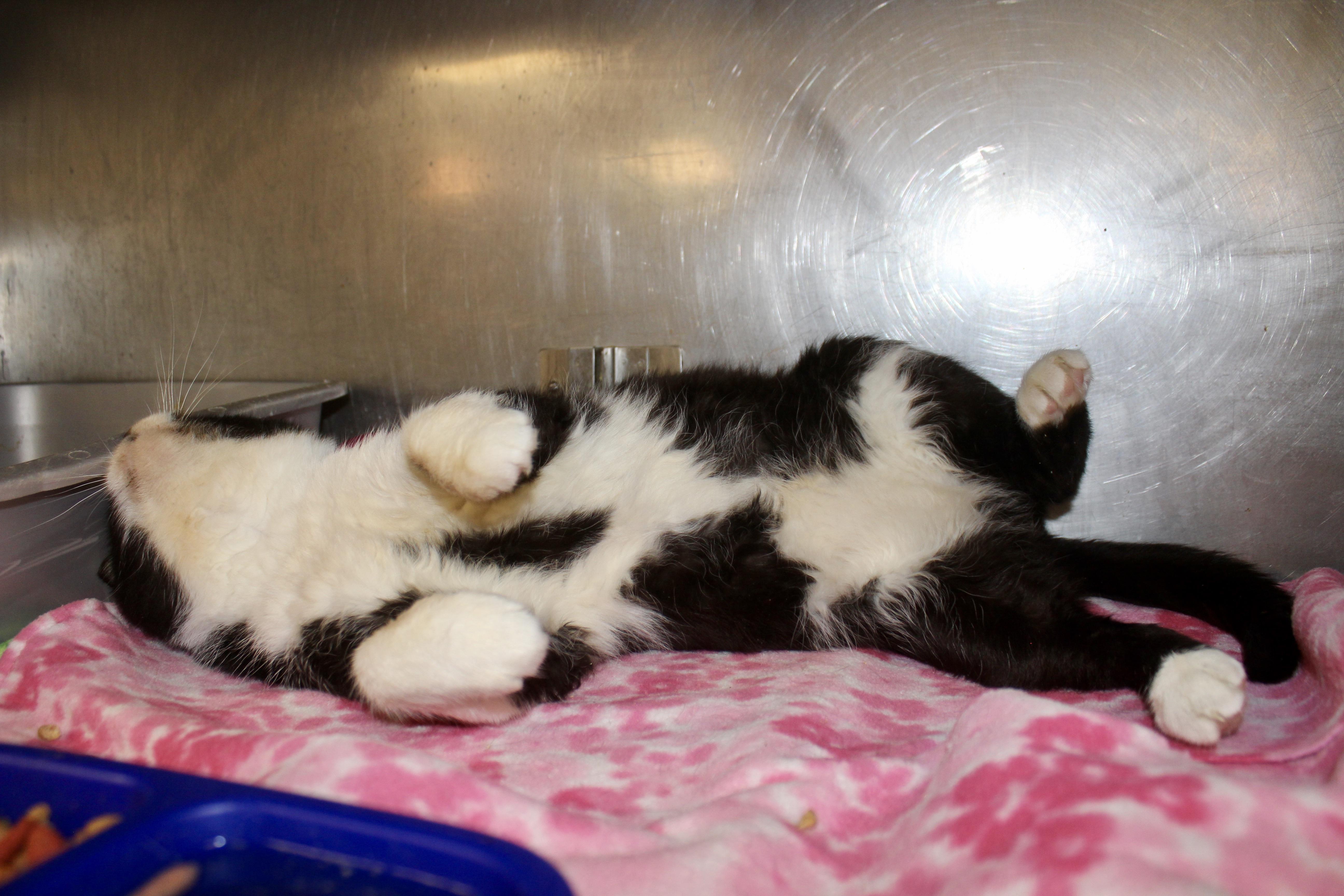 Enlarge SILENT BOB, a ADOPTABLE Domestic Short Hair in Brazil, IN image 5/6