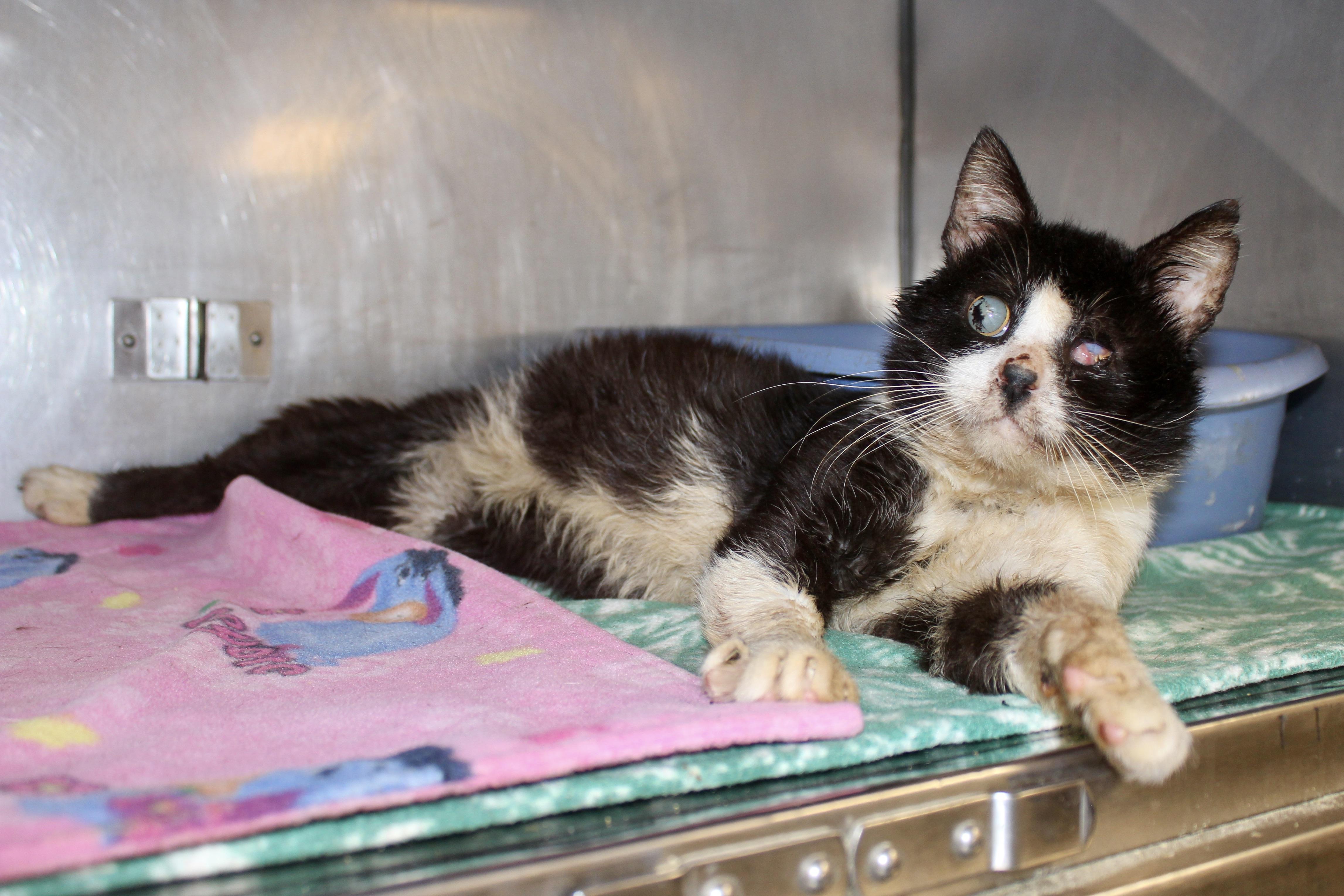 Enlarge SILENT BOB, a ADOPTABLE Domestic Short Hair in Brazil, IN image 6/6