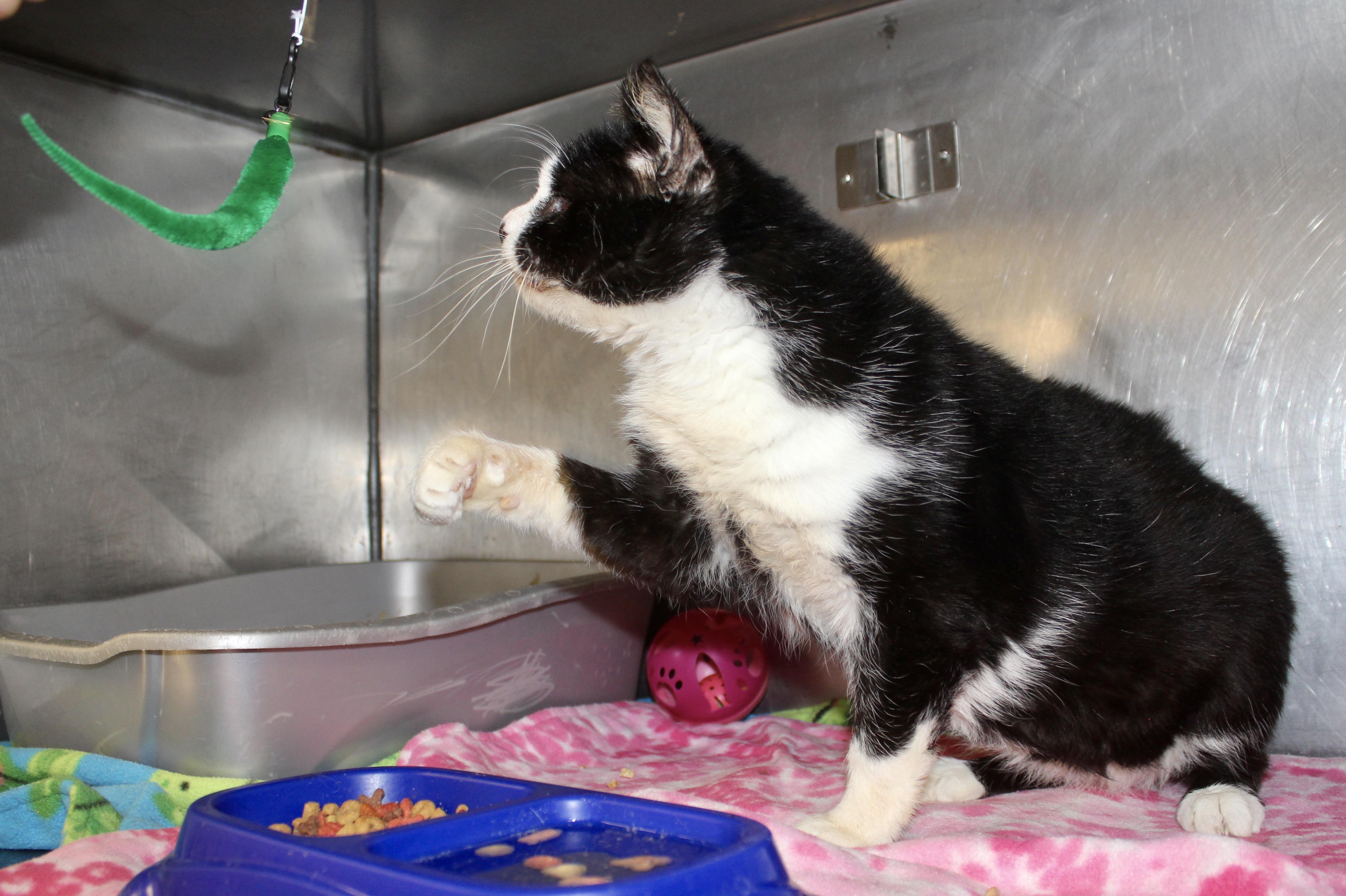 Enlarge SILENT BOB, a ADOPTABLE Domestic Short Hair in Brazil, IN image 3/6