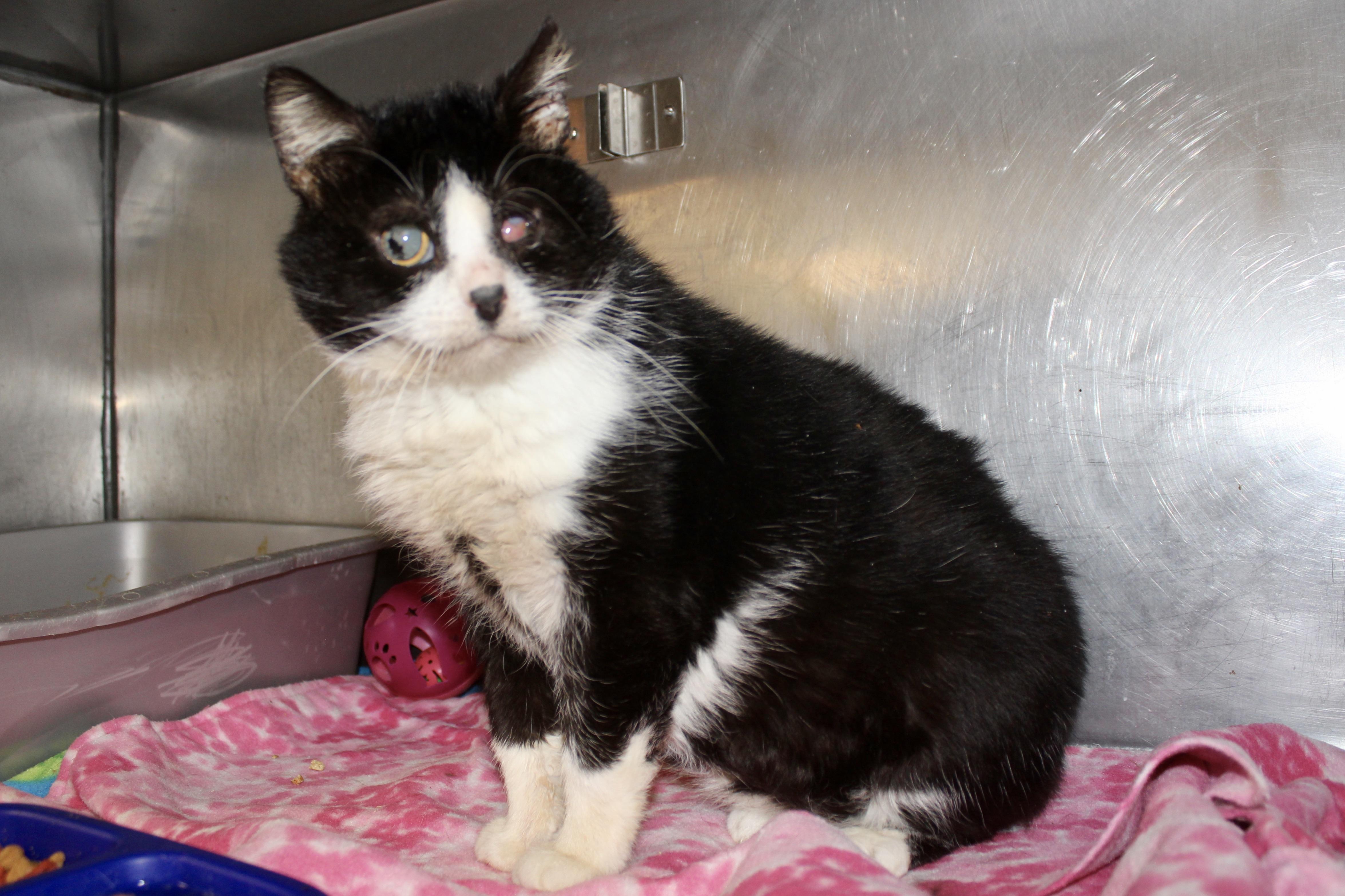 Enlarge SILENT BOB, a ADOPTABLE Domestic Short Hair in Brazil, IN image 2/6