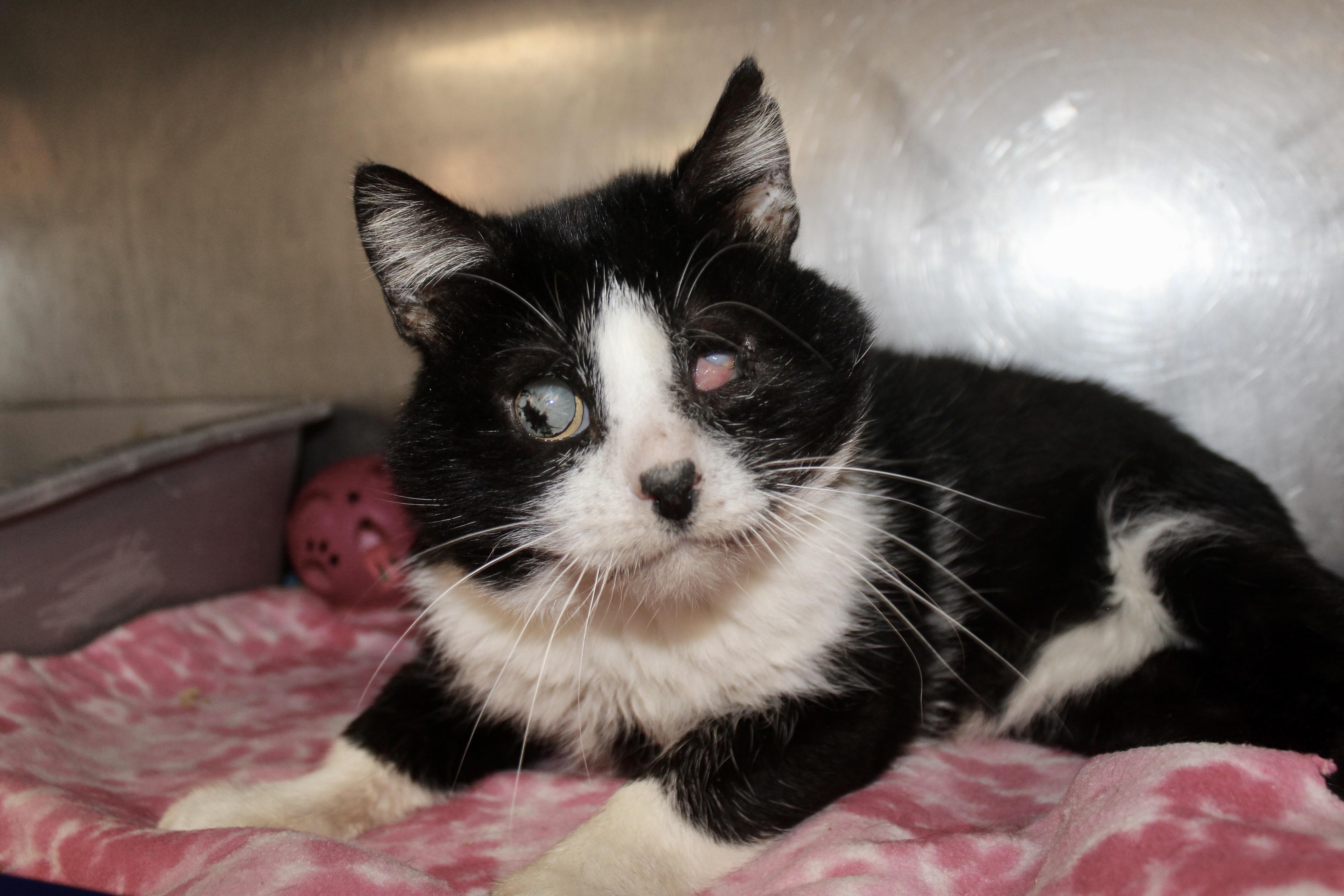 Enlarge SILENT BOB, a ADOPTABLE Domestic Short Hair in Brazil, IN image 1/6
