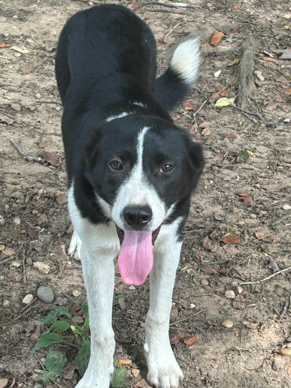 HANNAH, an adopted mixed breed in Fosters, AL image 6/6