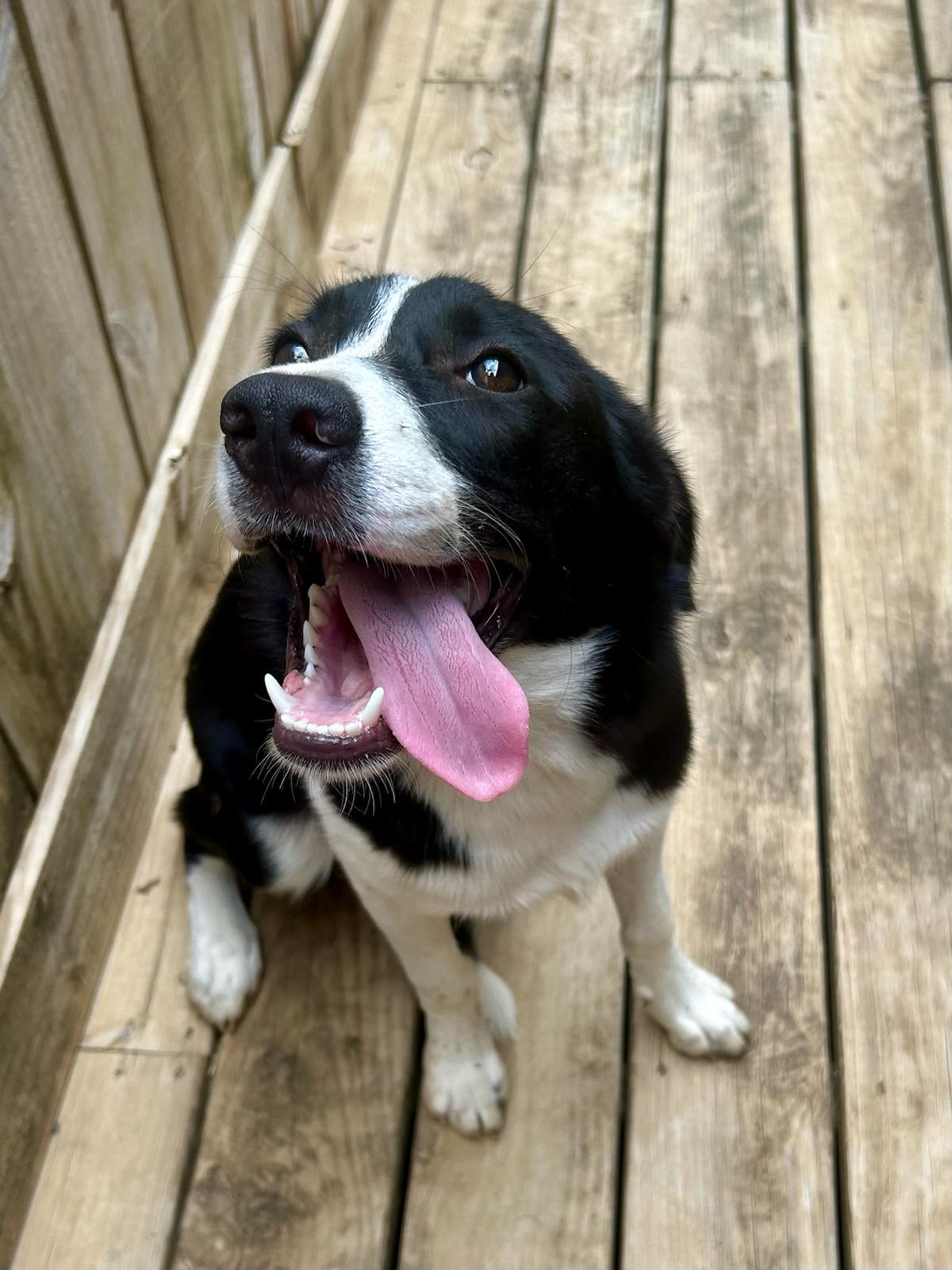 HANNAH, an adopted mixed breed in Fosters, AL image 2/6