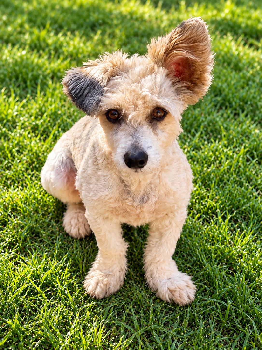 Enlarge Bruh, a Adoptable mixed breed in Georgetown , CA image 1/1