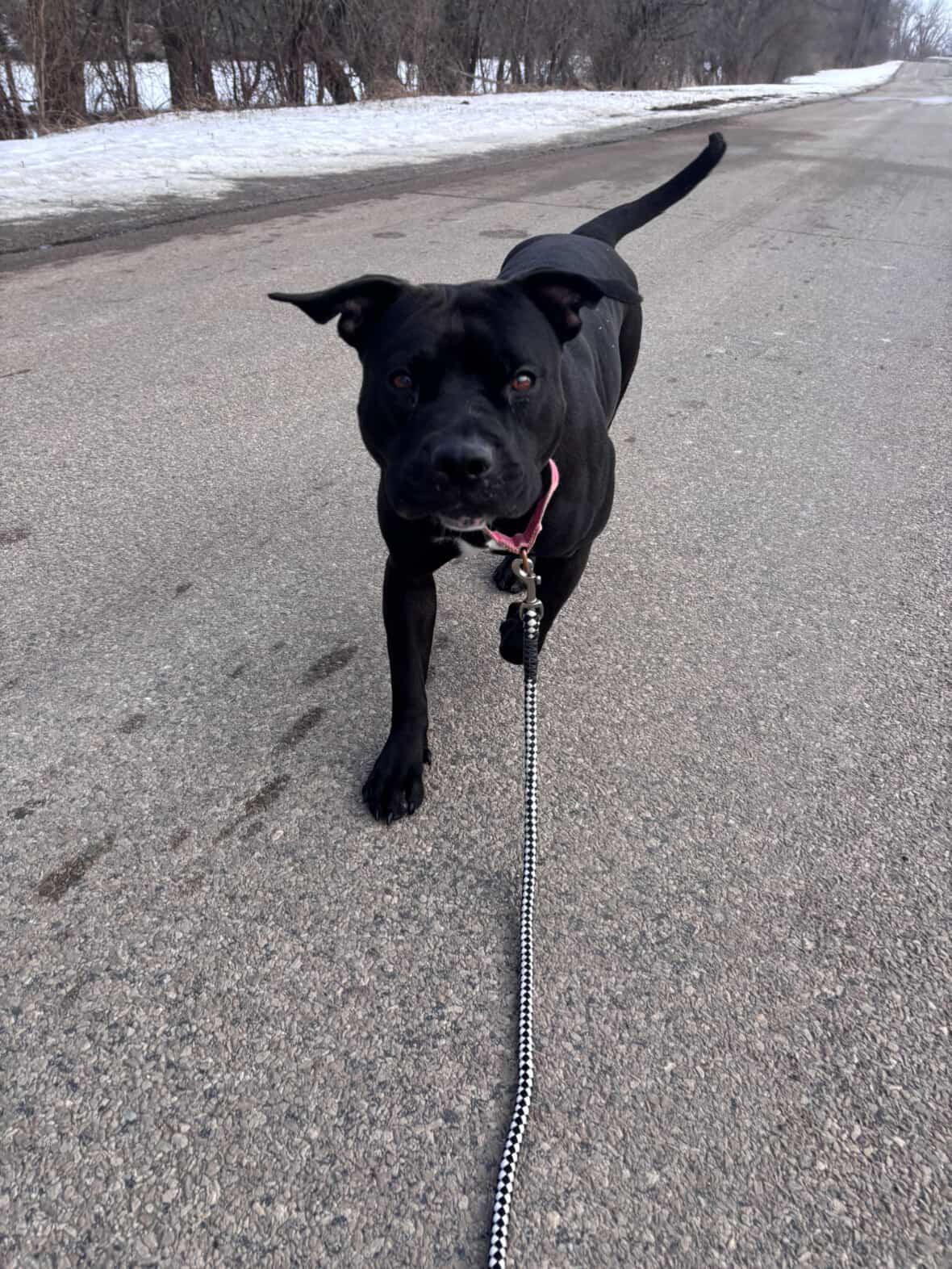 Enlarge Baby Girl, a ADOPTABLE Pit Bull Terrier in Mason City, IA image 2/2
