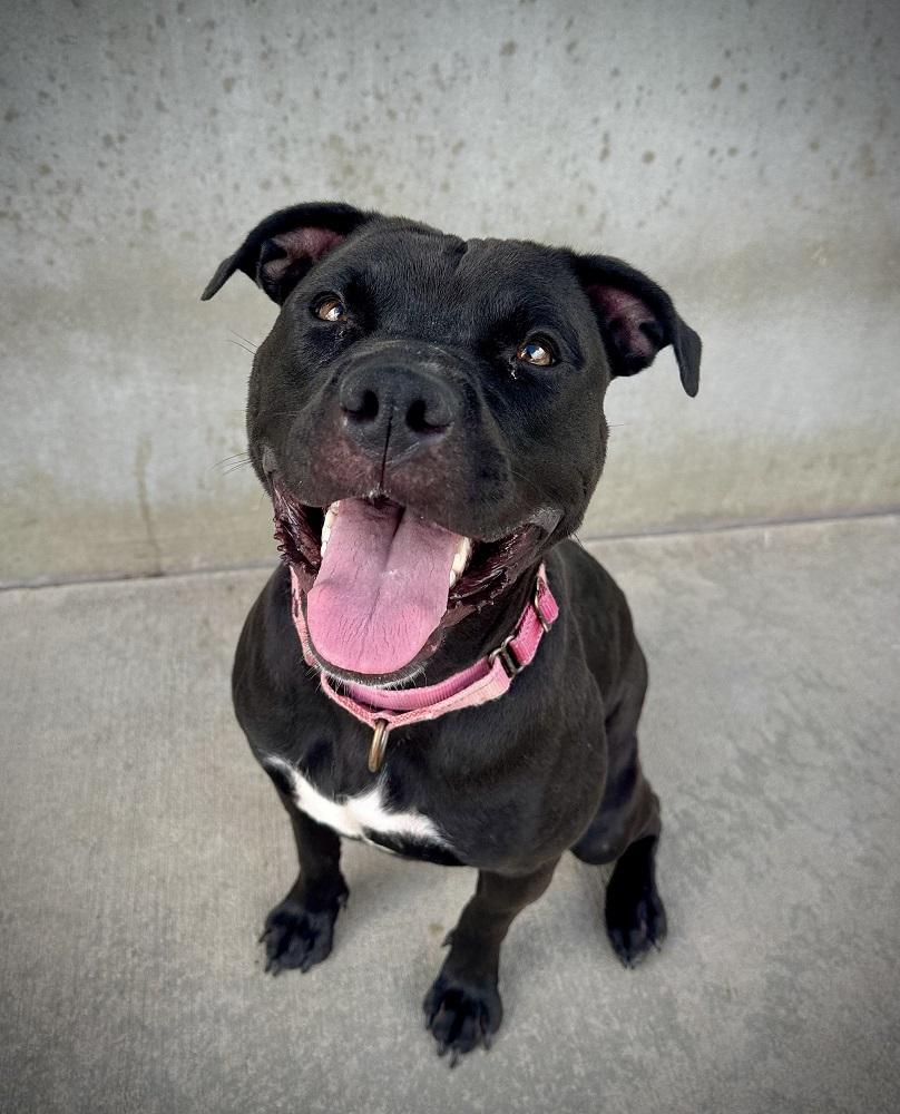 Baby Girl, ADOPTABLE, Adult Female Pit Bull Terrier.