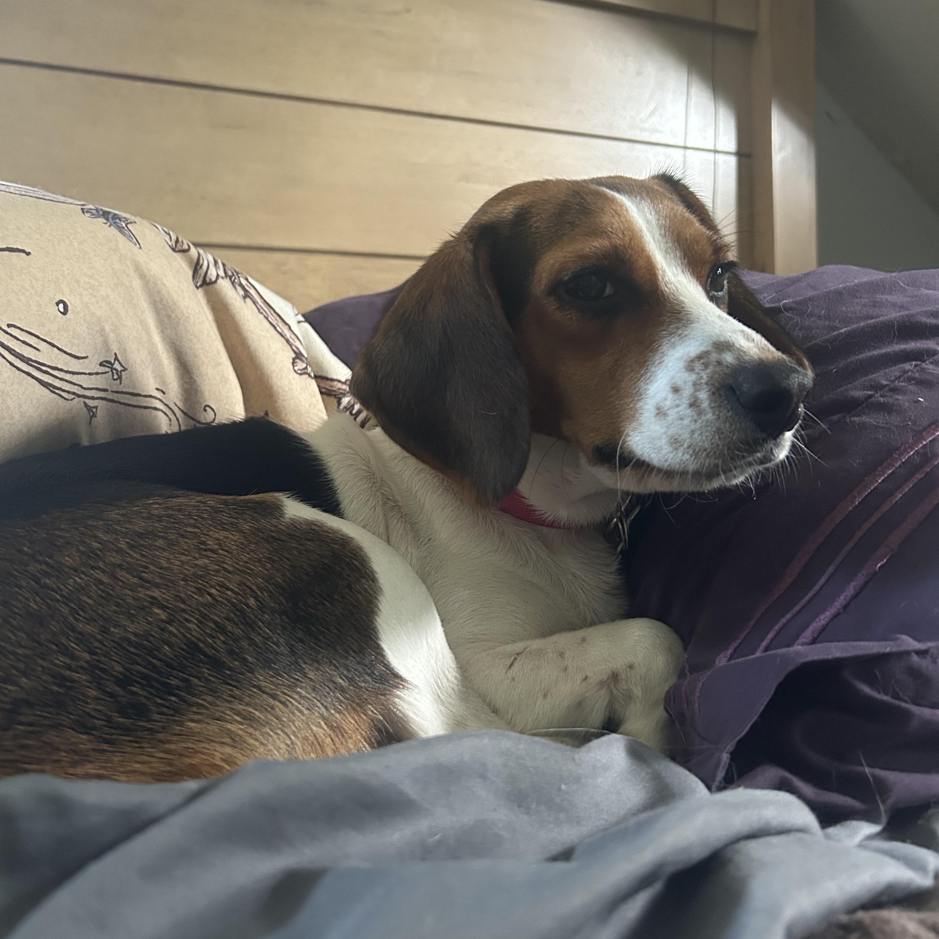 Bella 2