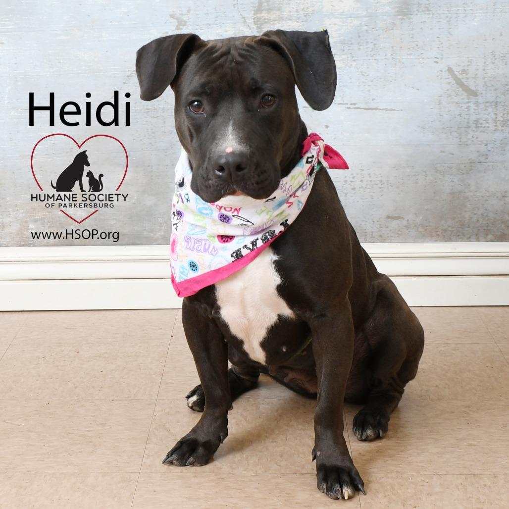 Heidi, Adoptable, Adult Female Pit Bull Terrier & Mixed Breed.