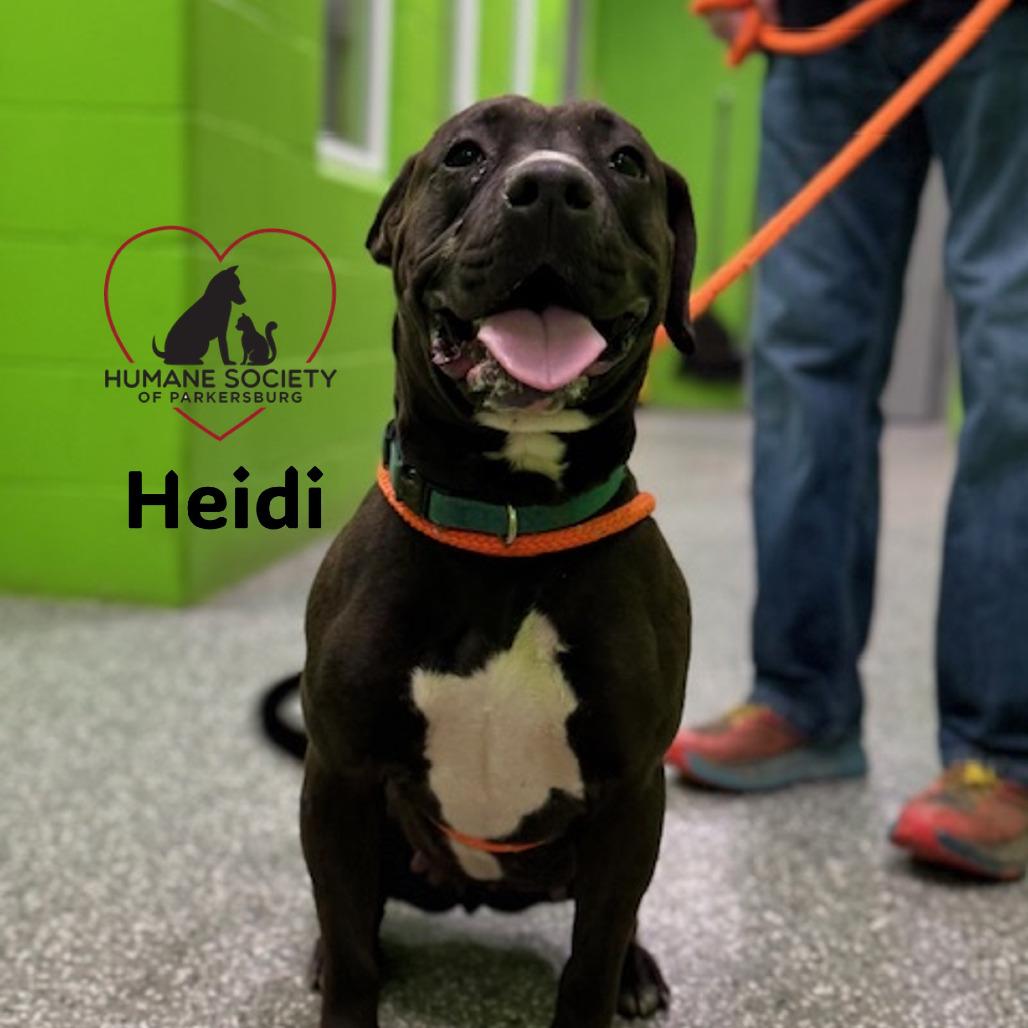 Enlarge Heidi, a Adoptable mixed breed in Parkersburg, WV image 2/6