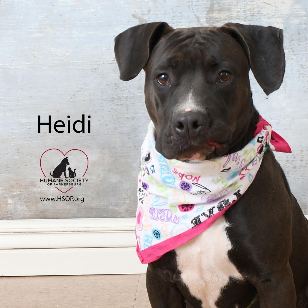 Enlarge Heidi, a Adoptable mixed breed in Parkersburg, WV image 3/6