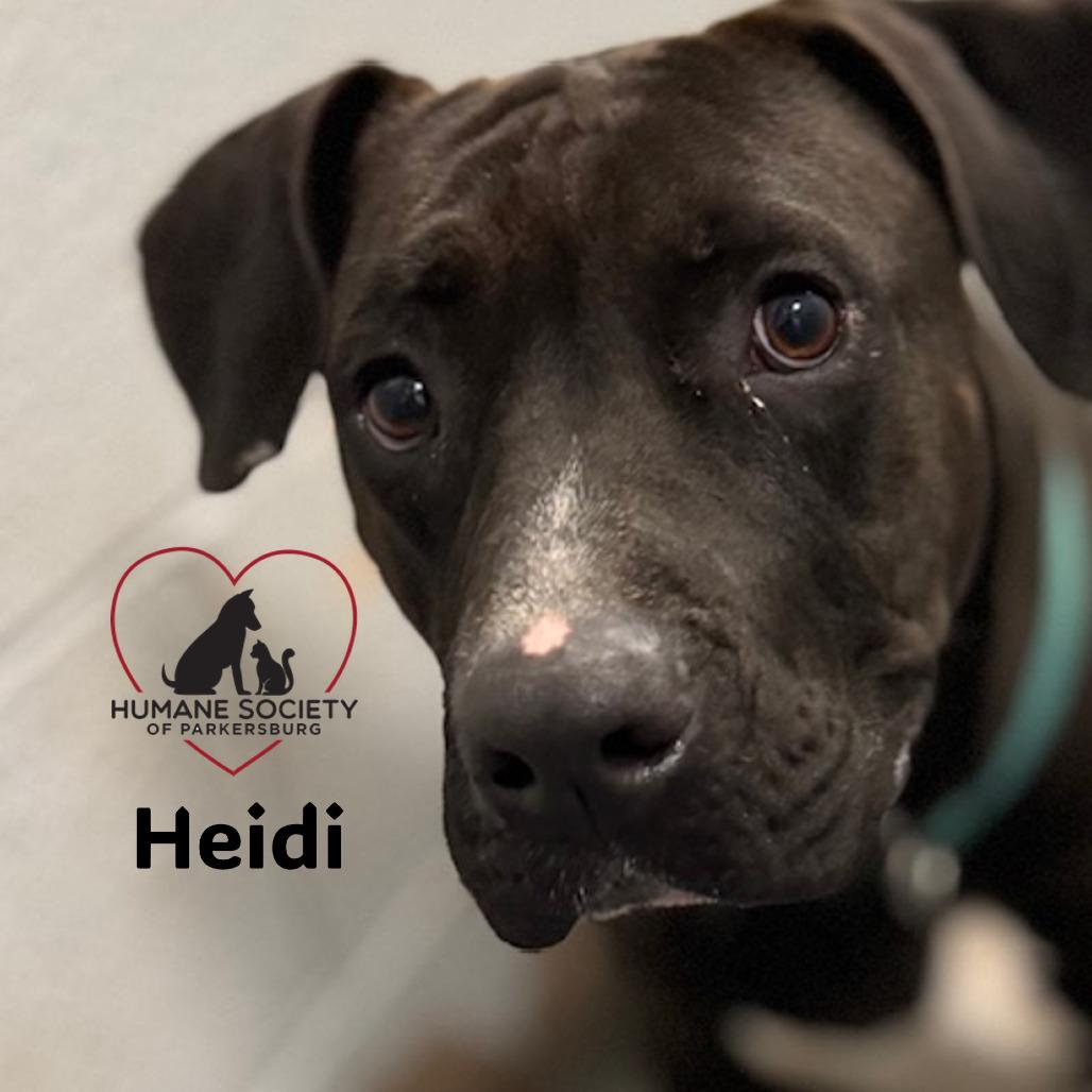 Enlarge Heidi, a Adoptable mixed breed in Parkersburg, WV image 4/6