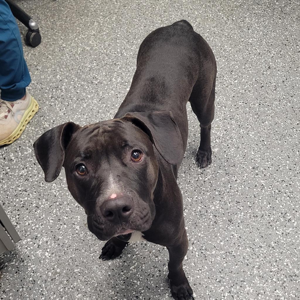 Enlarge Heidi, a Adoptable mixed breed in Parkersburg, WV image 5/6