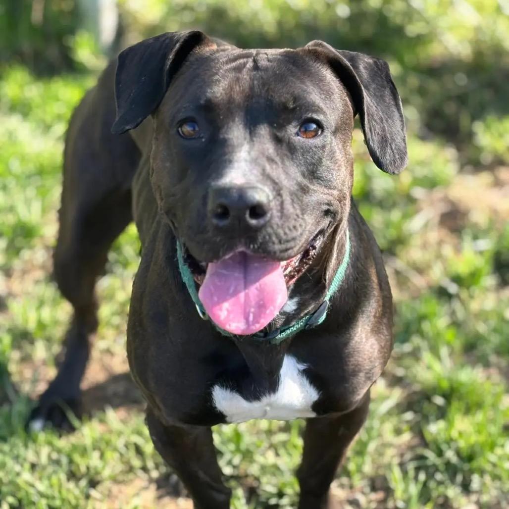 Enlarge Heidi, a Adoptable mixed breed in Parkersburg, WV image 6/6