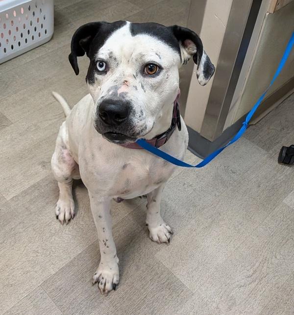 Asap Rocky, Adoptable, Adult Male American Staffordshire Terrier.