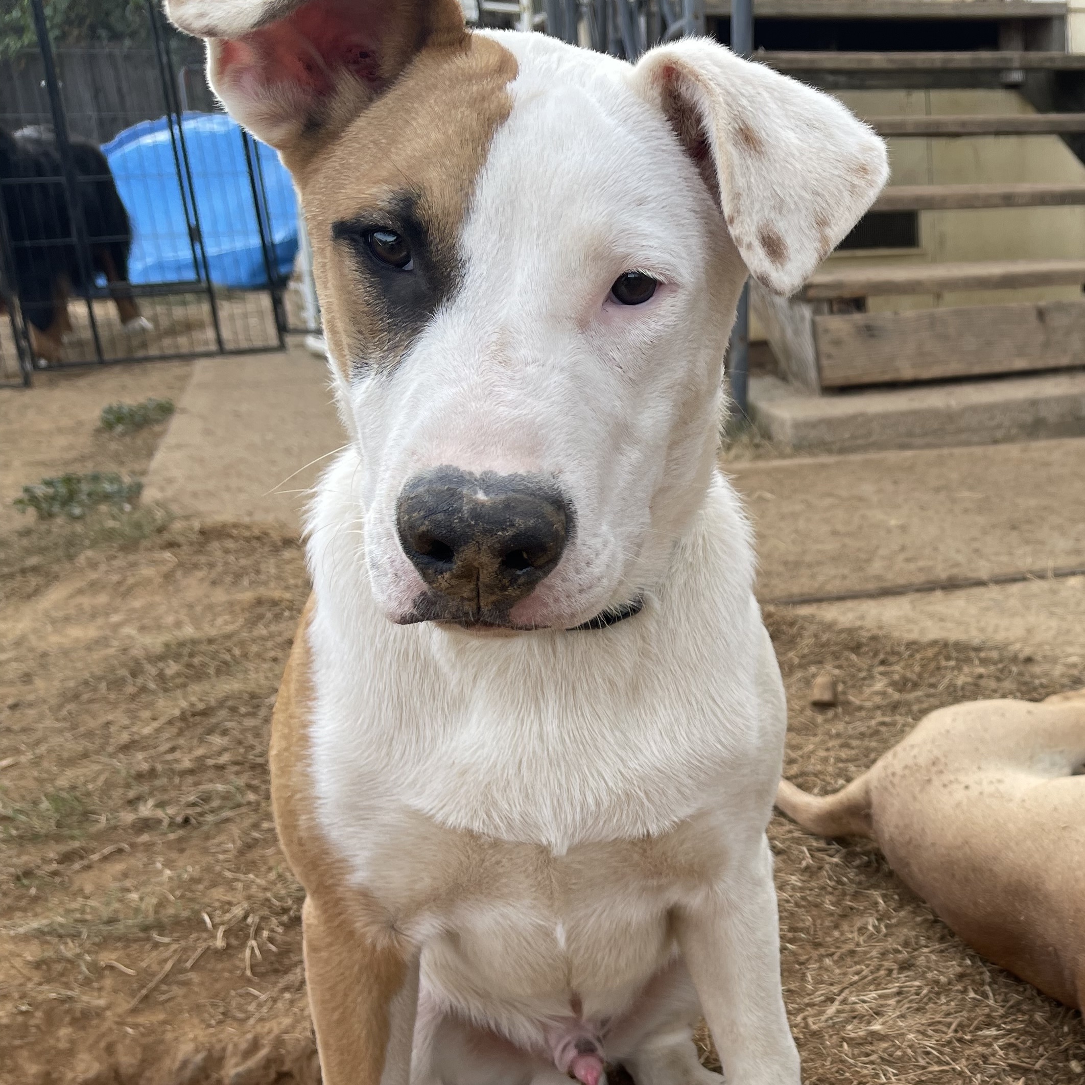 Levi 0124, Adoptable, Young Male German Shepherd Dog & Border Collie.