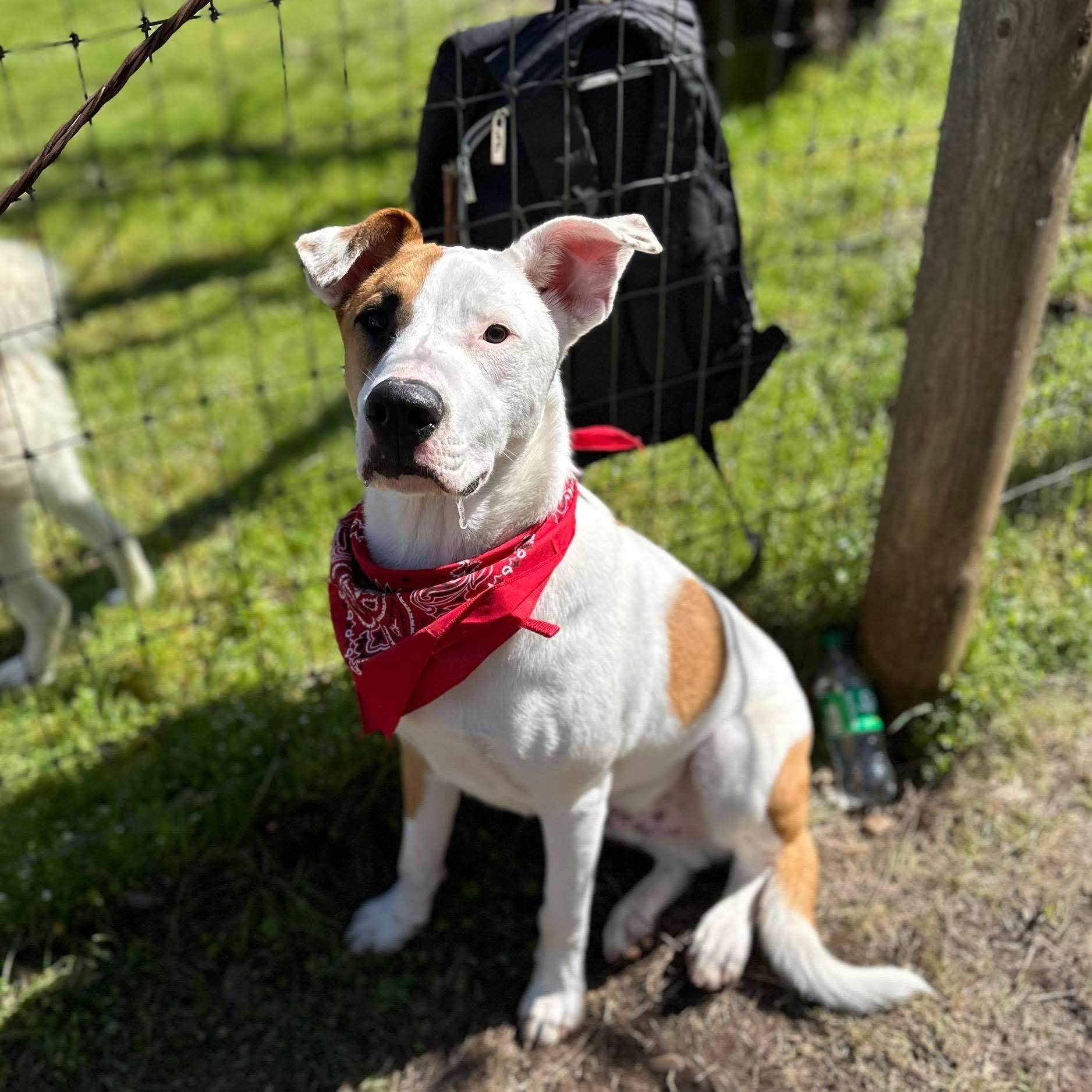 Levi 0124, Adoptable, Young Male German Shepherd Dog & Border Collie.