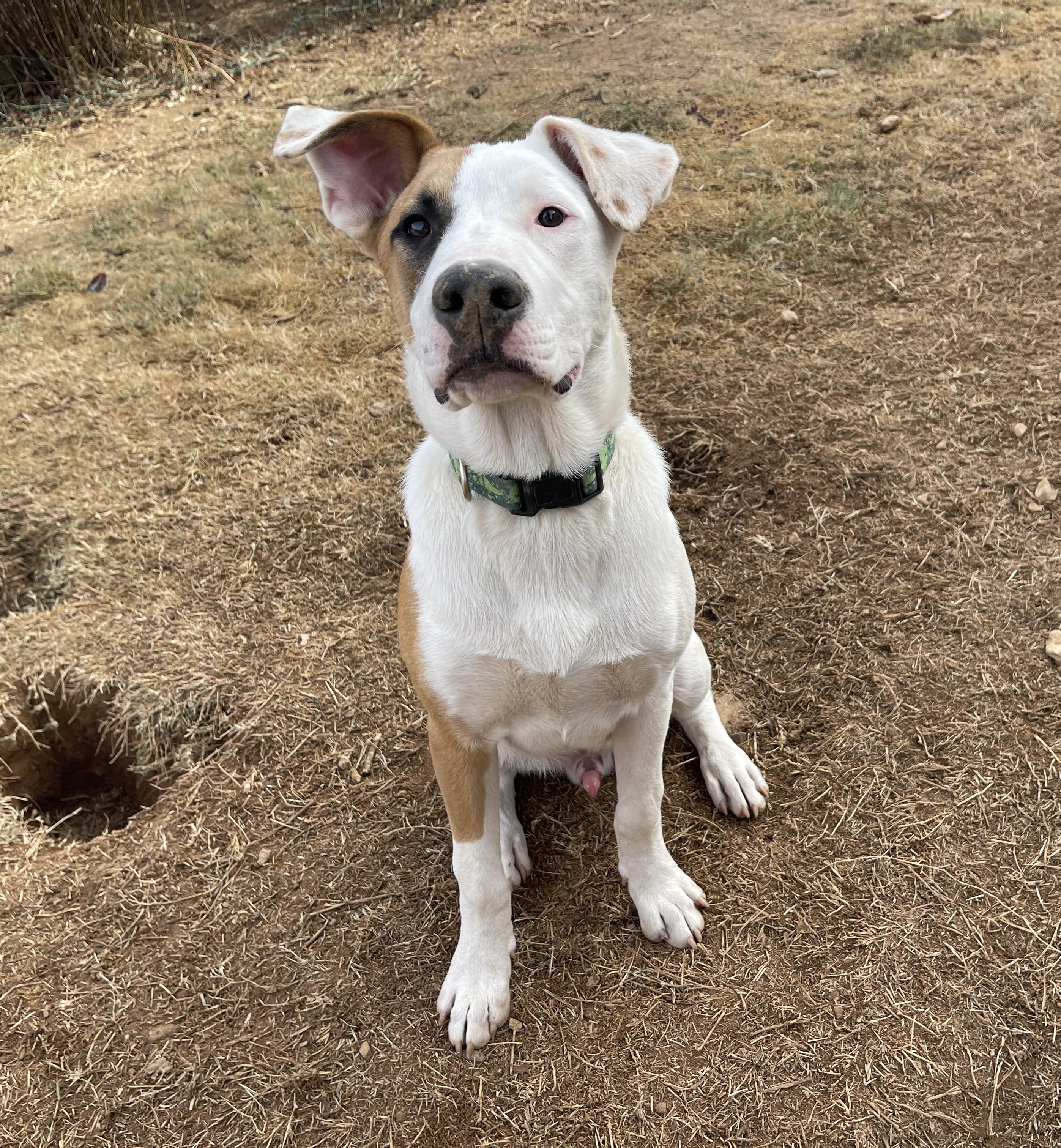 Enlarge Levi 0124, a Adoptable mixed breed in Sonora, CA image 5/6