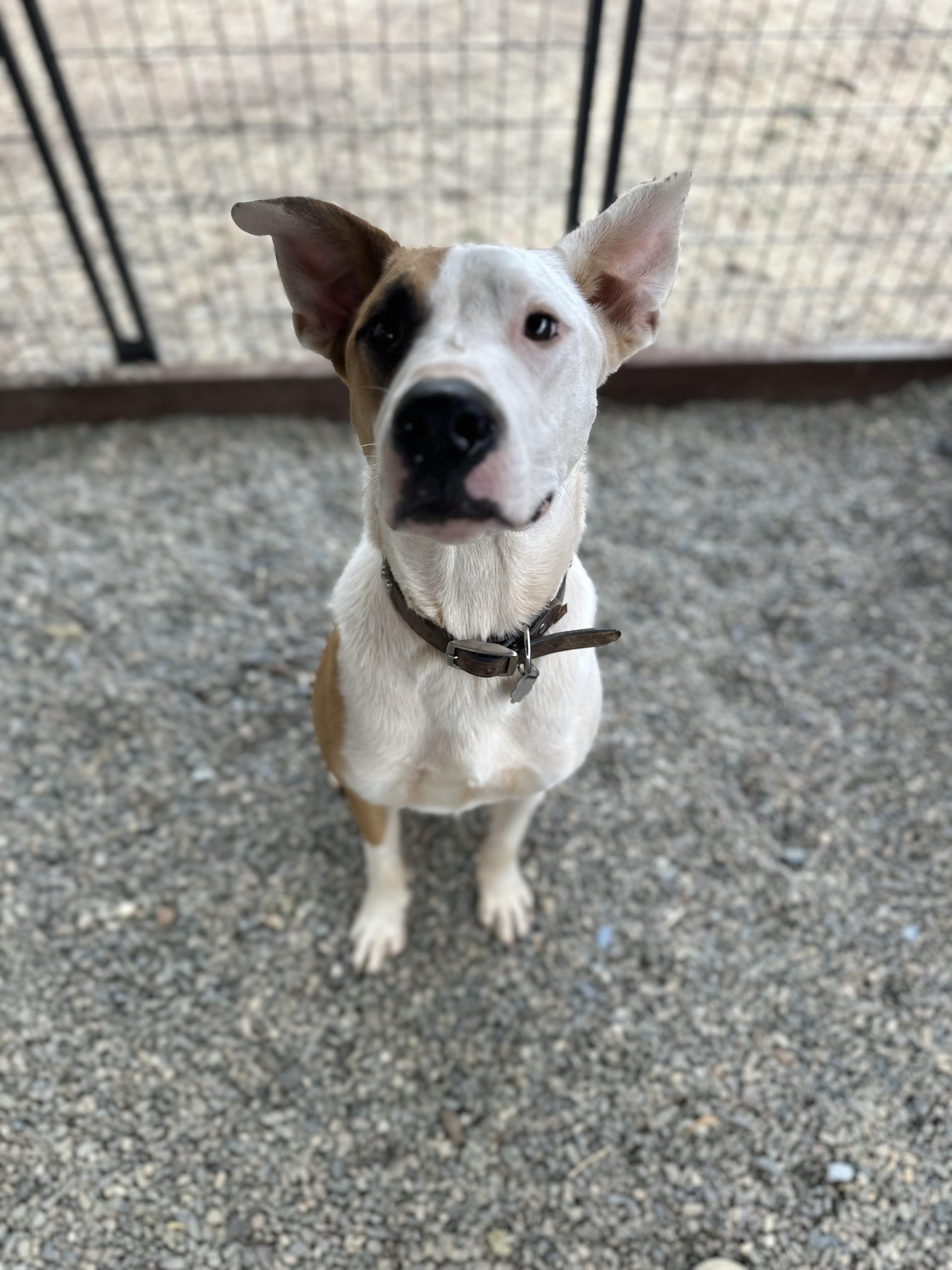 Enlarge Levi 0124, a Adoptable mixed breed in Sonora, CA image 2/6