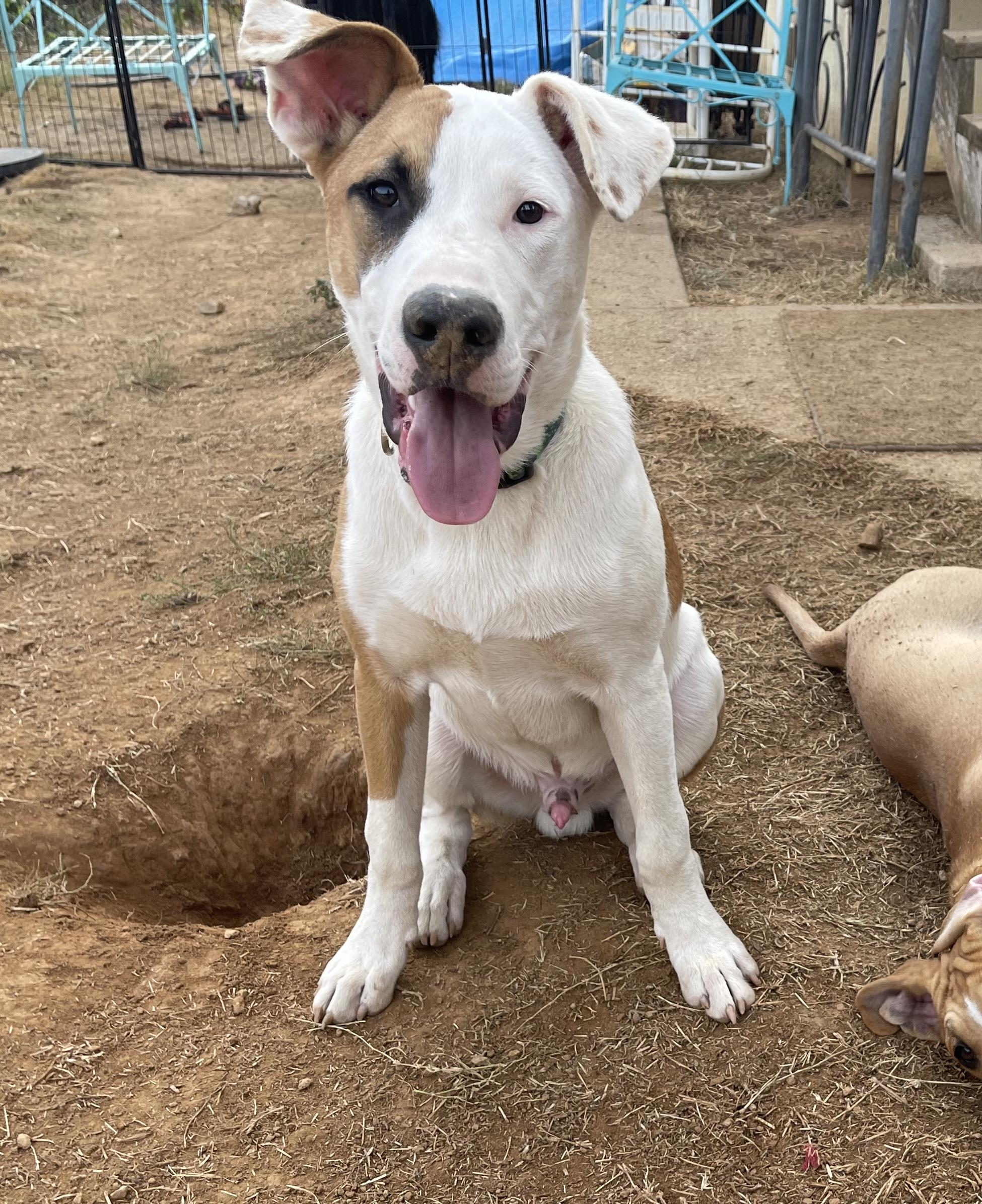 Enlarge Levi 0124, a Adoptable mixed breed in Sonora, CA image 6/6