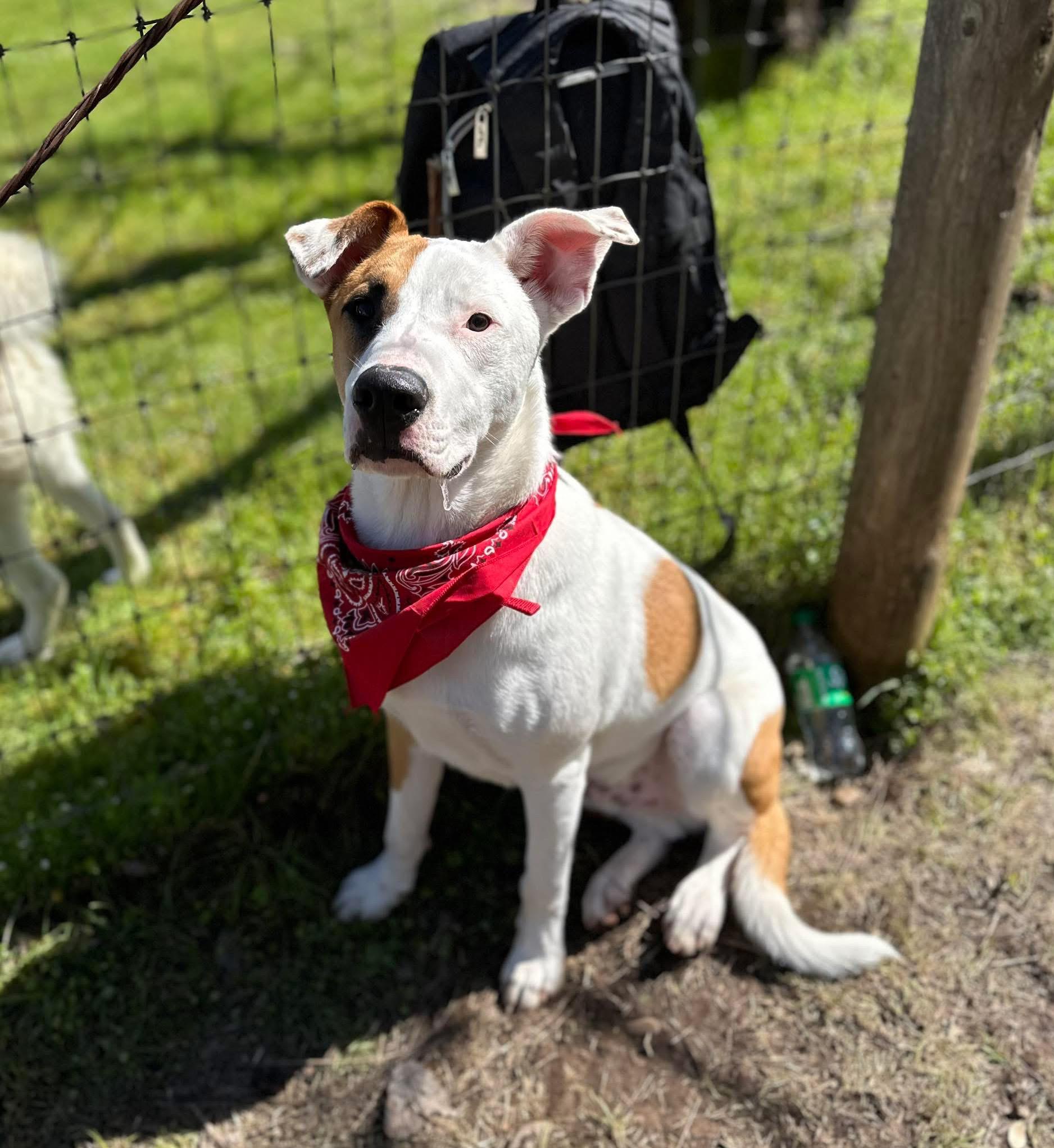 Enlarge Levi 0124, a Adoptable mixed breed in Sonora, CA image 3/6