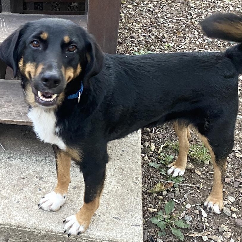 Enlarge May, a ADOPTABLE mixed breed in Morristown, NJ image 5/6