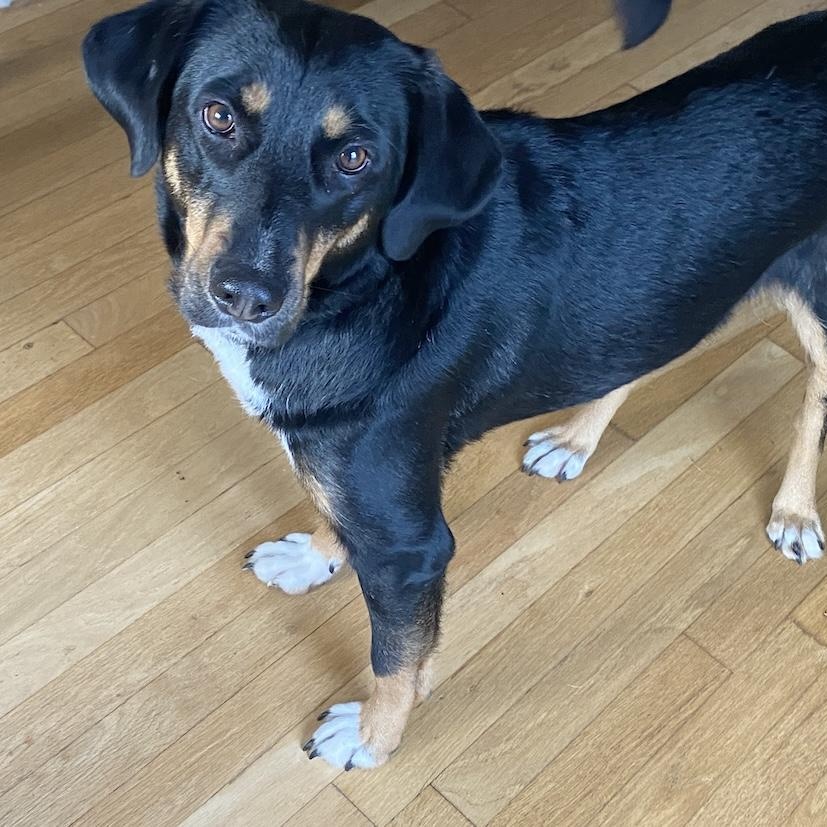 Enlarge May, a ADOPTABLE mixed breed in Morristown, NJ image 3/6