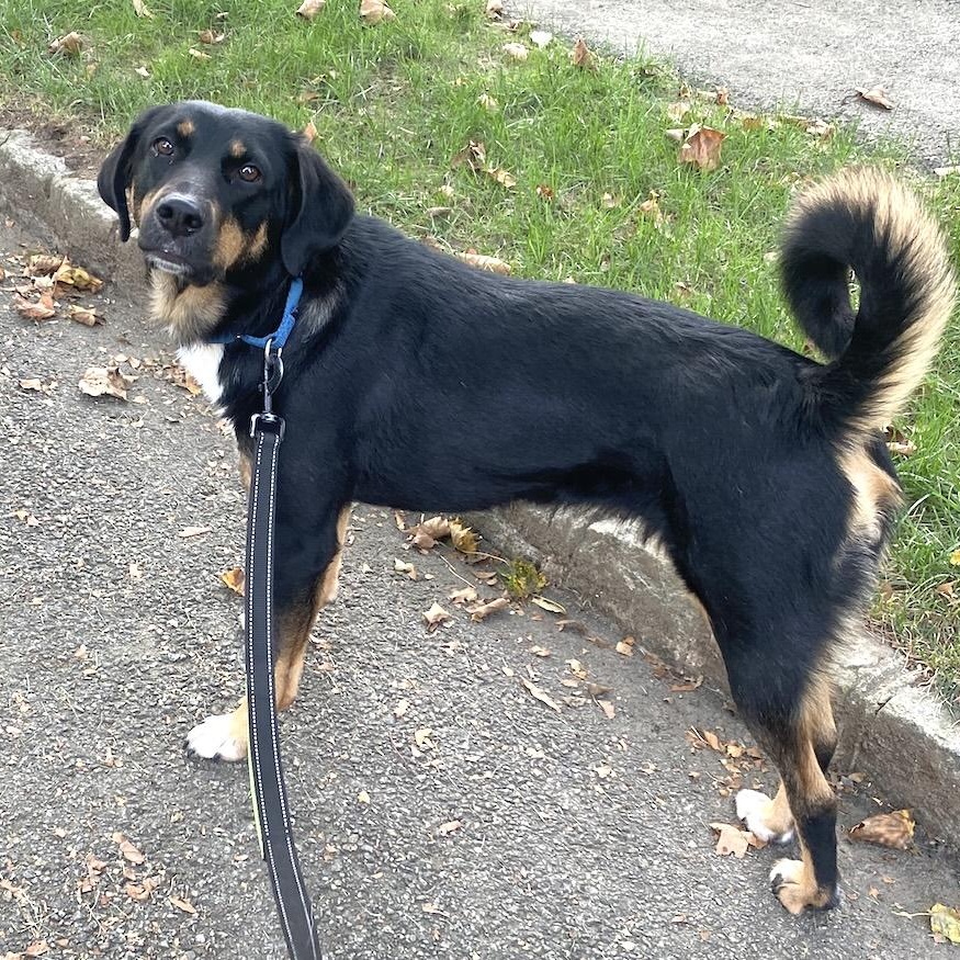 Enlarge May, a ADOPTABLE mixed breed in Morristown, NJ image 4/6