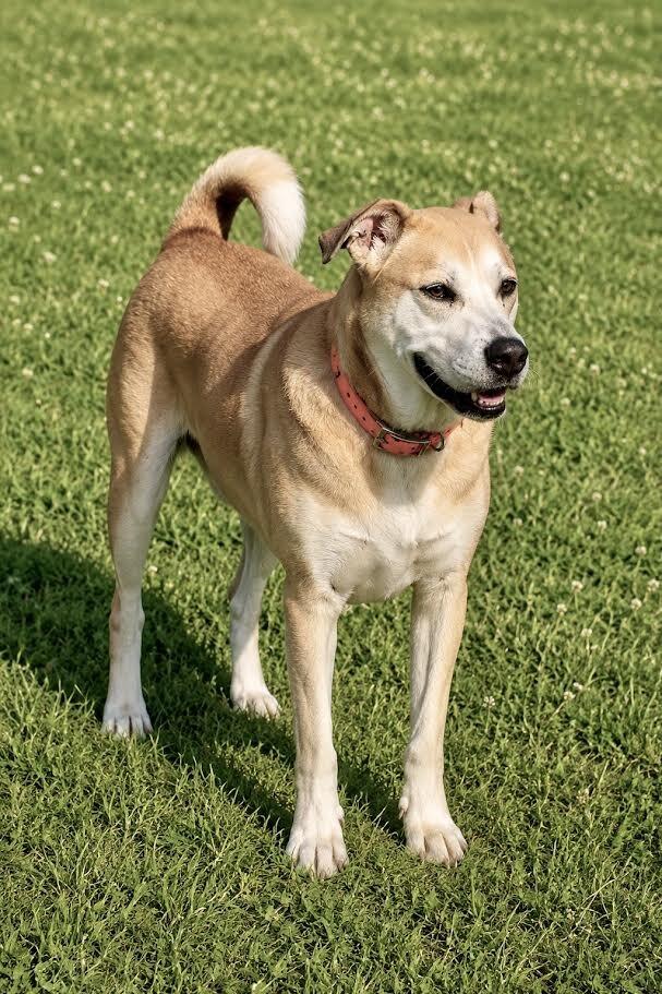 Enlarge Lick Jagger, a Adoptable Mixed Breed in Maryville, TN image 1/3