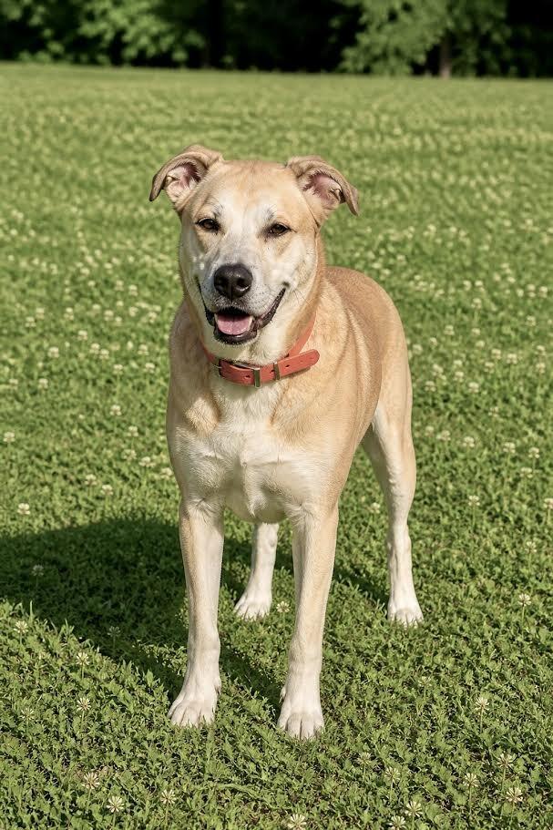 Enlarge Lick Jagger, a Adoptable Mixed Breed in Maryville, TN image 2/3