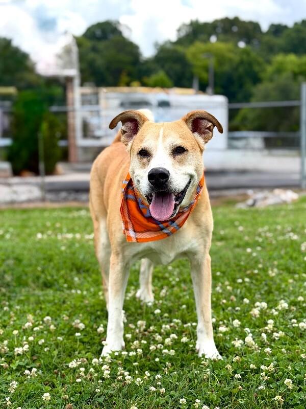 Lick Jagger, Adoptable, Adult Male Shiba Inu & Shepherd.