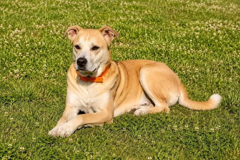 Enlarge Lick Jagger, a Adoptable Mixed Breed in Maryville, TN image 3/3