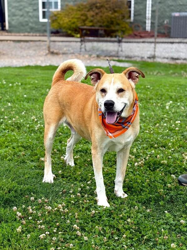 Lick Jagger, a Adoptable mixed breed in Maryville, TN image 2/4