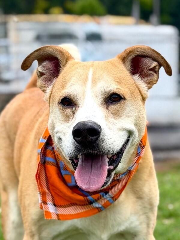 Lick Jagger, a Adoptable mixed breed in Maryville, TN image 3/4