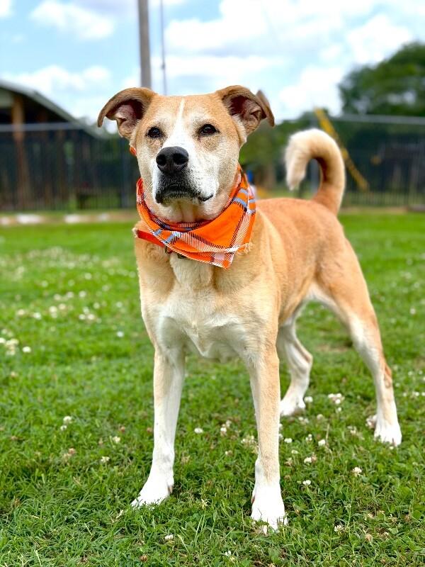 Lick Jagger, a Adoptable mixed breed in Maryville, TN image 4/4