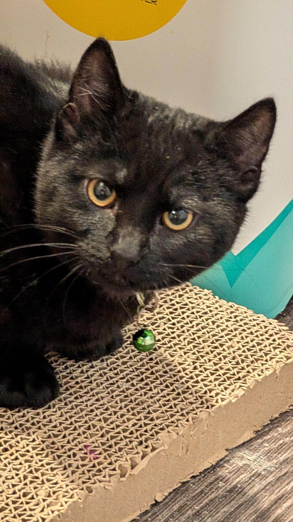 Grady, ADOPTABLE, Young Male Domestic Short Hair.