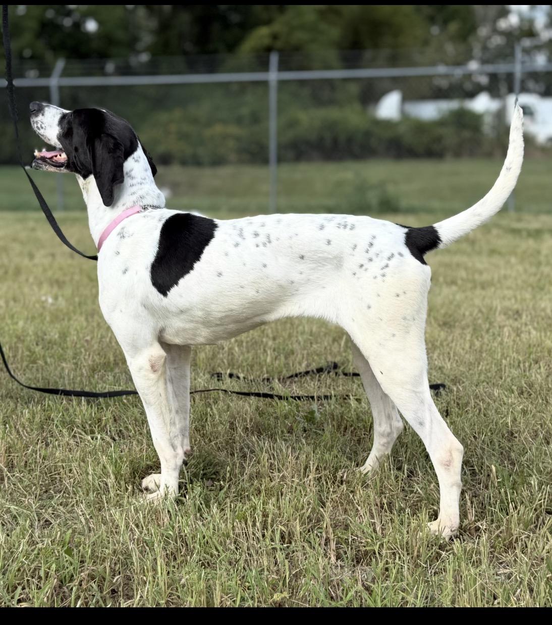 Angel, Adoptable, Adult Female Pointer.