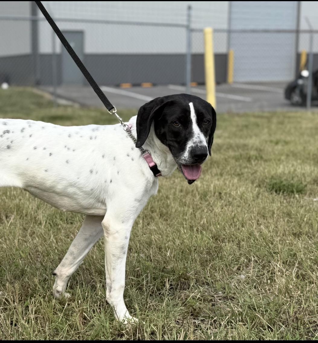 Enlarge Angel, a Adoptable Pointer in Jeffersonville, IN image 2/2