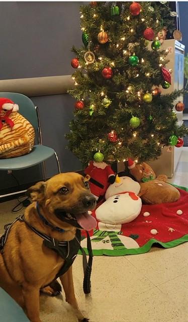 Enlarge NEEKO, a Adoptable mixed breed in Saint Peters, MO image 1/1