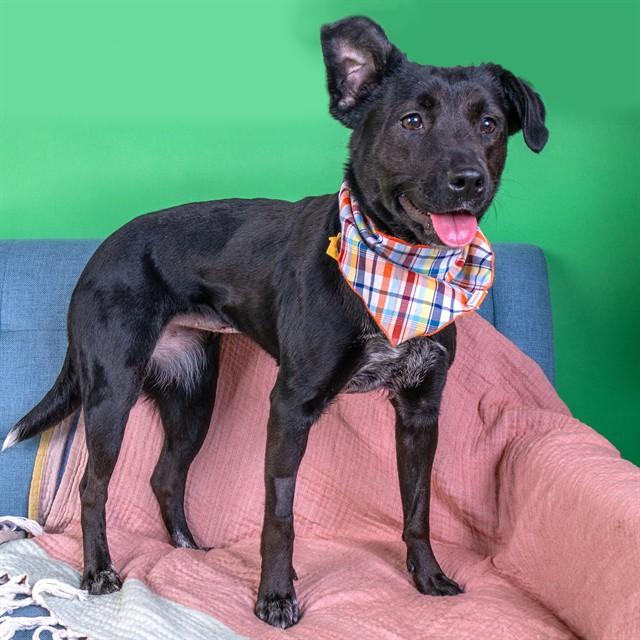 HARLEY, Adoptable, Young Female Australian Cattle Dog / Blue Heeler & Mixed Breed.