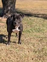 Blackberry Jam , ADOPTABLE, Adult Female Pit Bull Terrier.