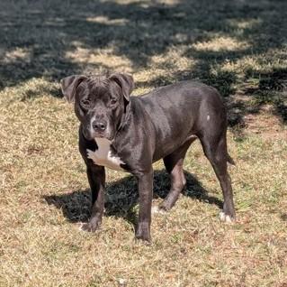 Blackberry Jam , a ADOPTABLE mixed breed in Cleburne, TX image 2/2